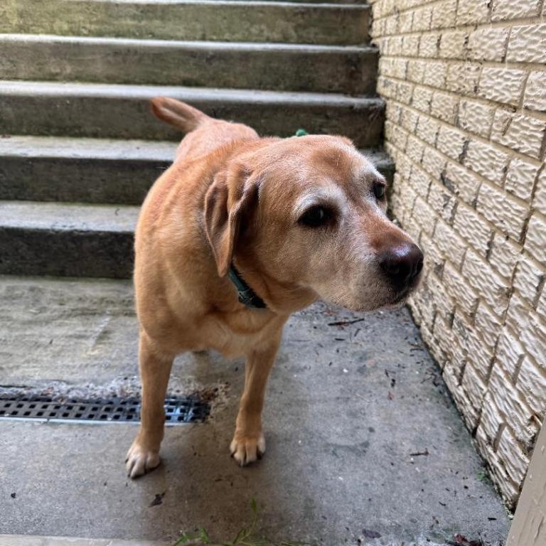 Enlarge Pepper, a Adoptable Labrador Retriever in Severn, MD image 3/4