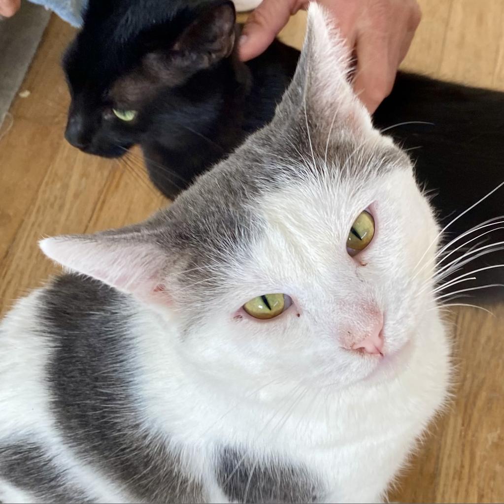 Baxter — thumbnail 2