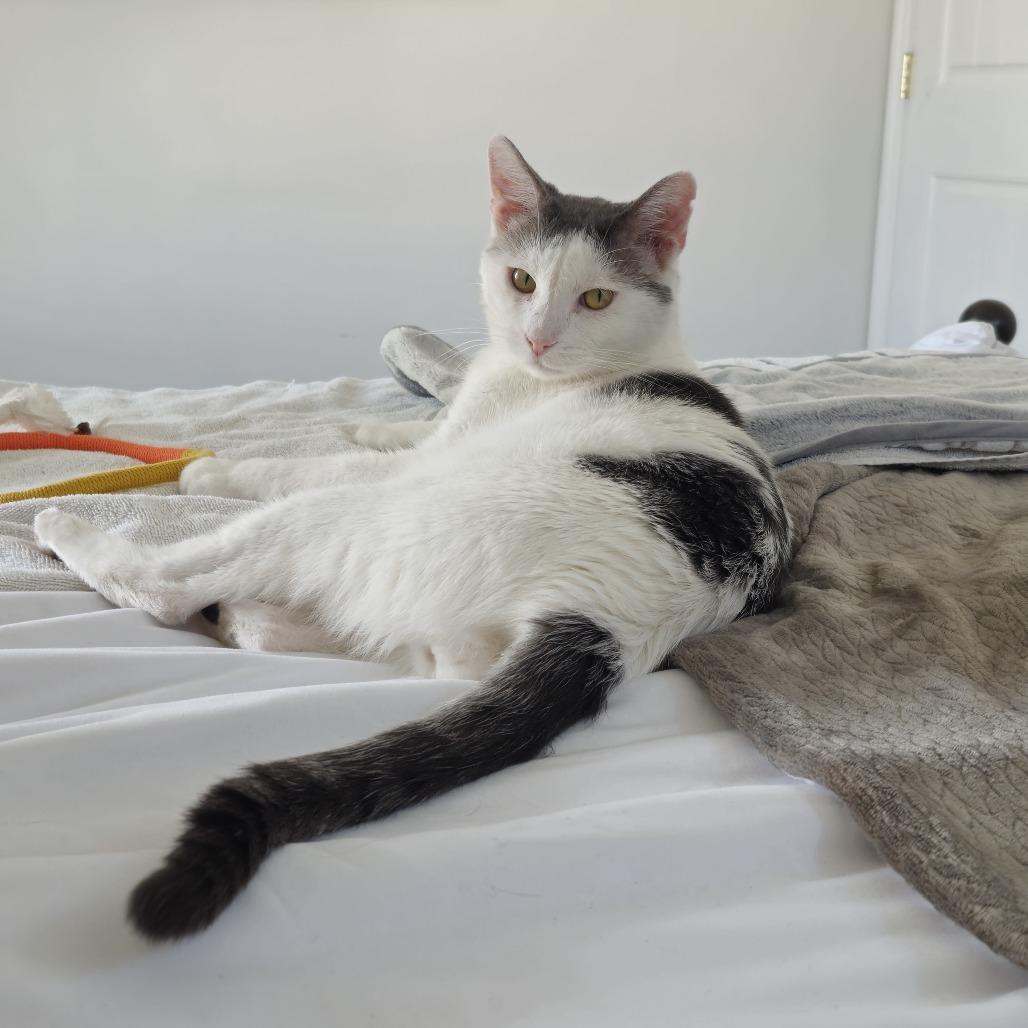 Baxter — thumbnail 3