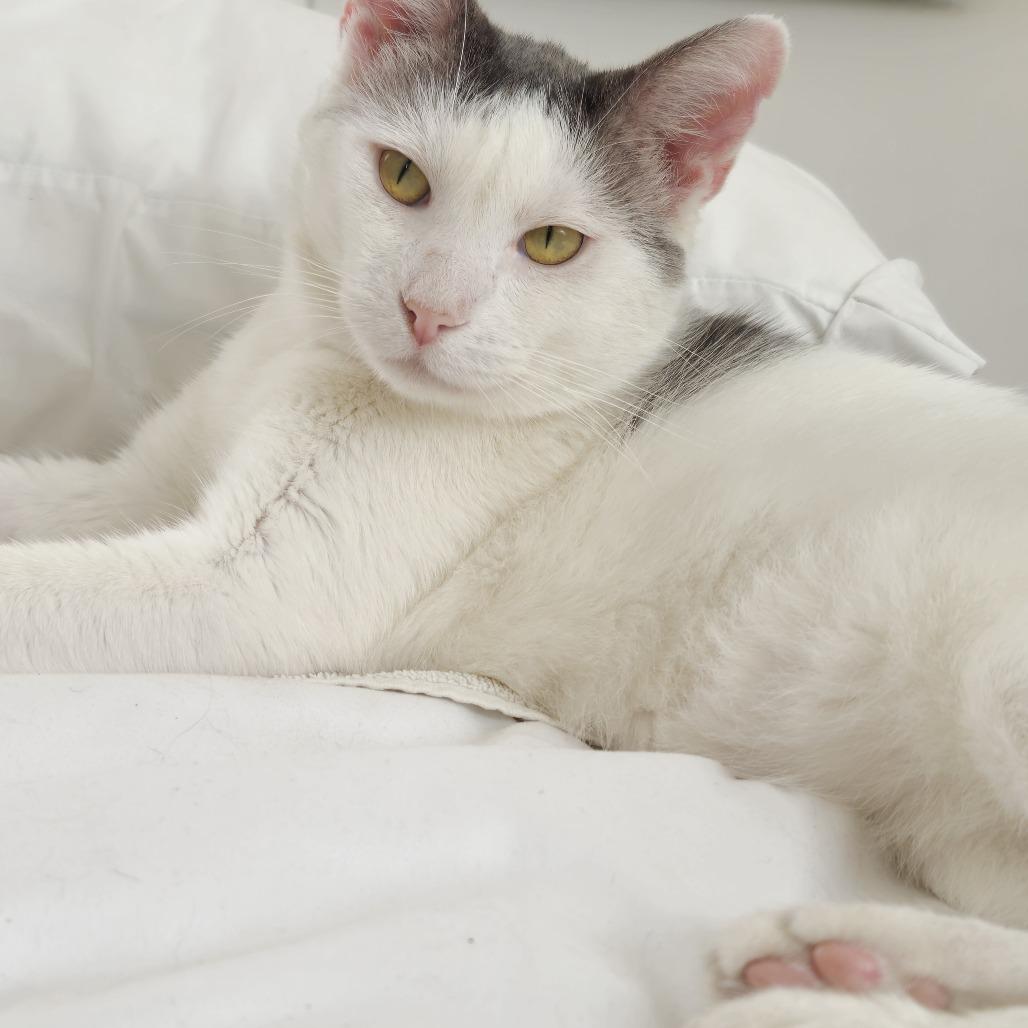 Baxter — thumbnail 4