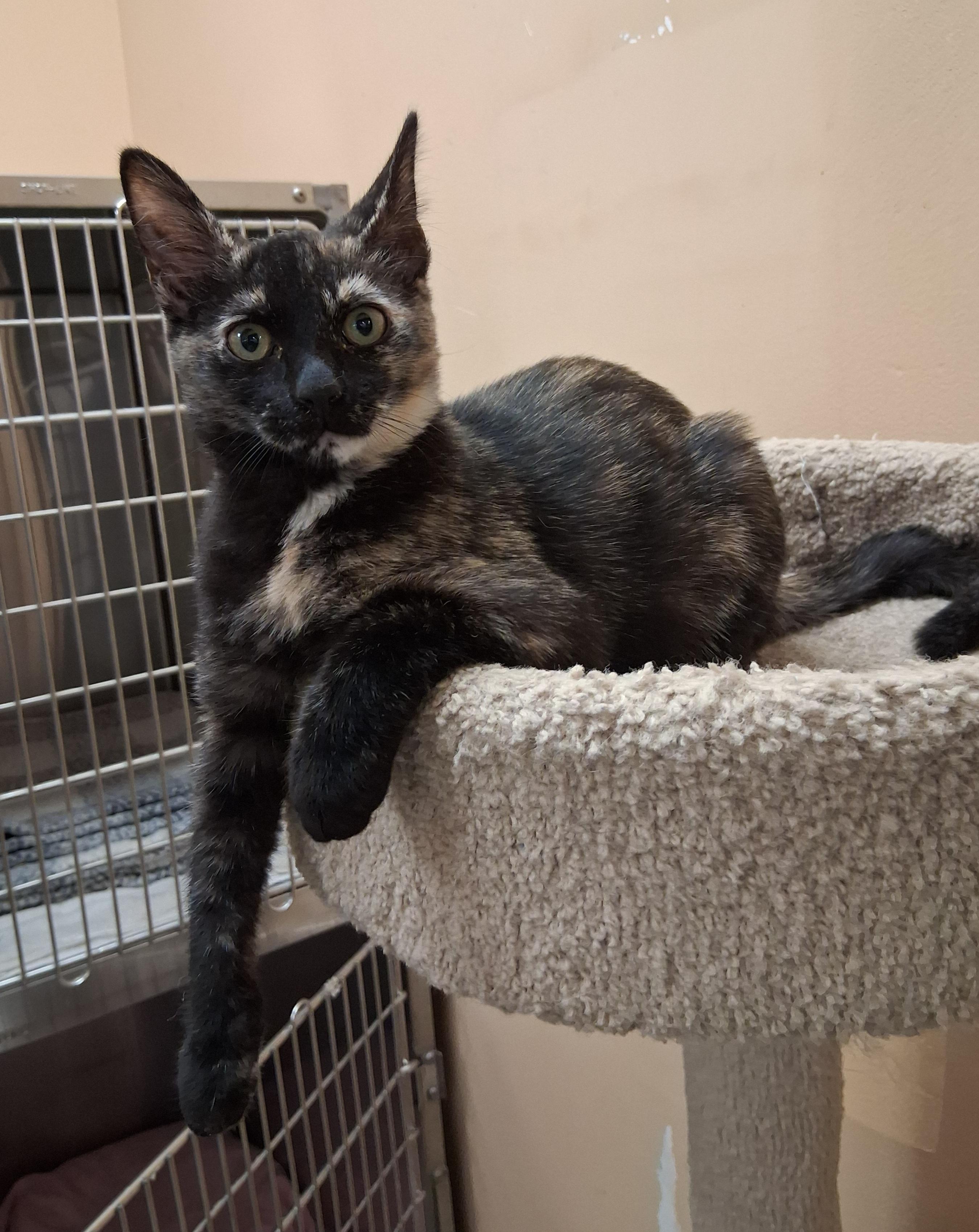 Enlarge Madeline , a ADOPTABLE Tortoiseshell in Lawrenceville, GA image 4/5
