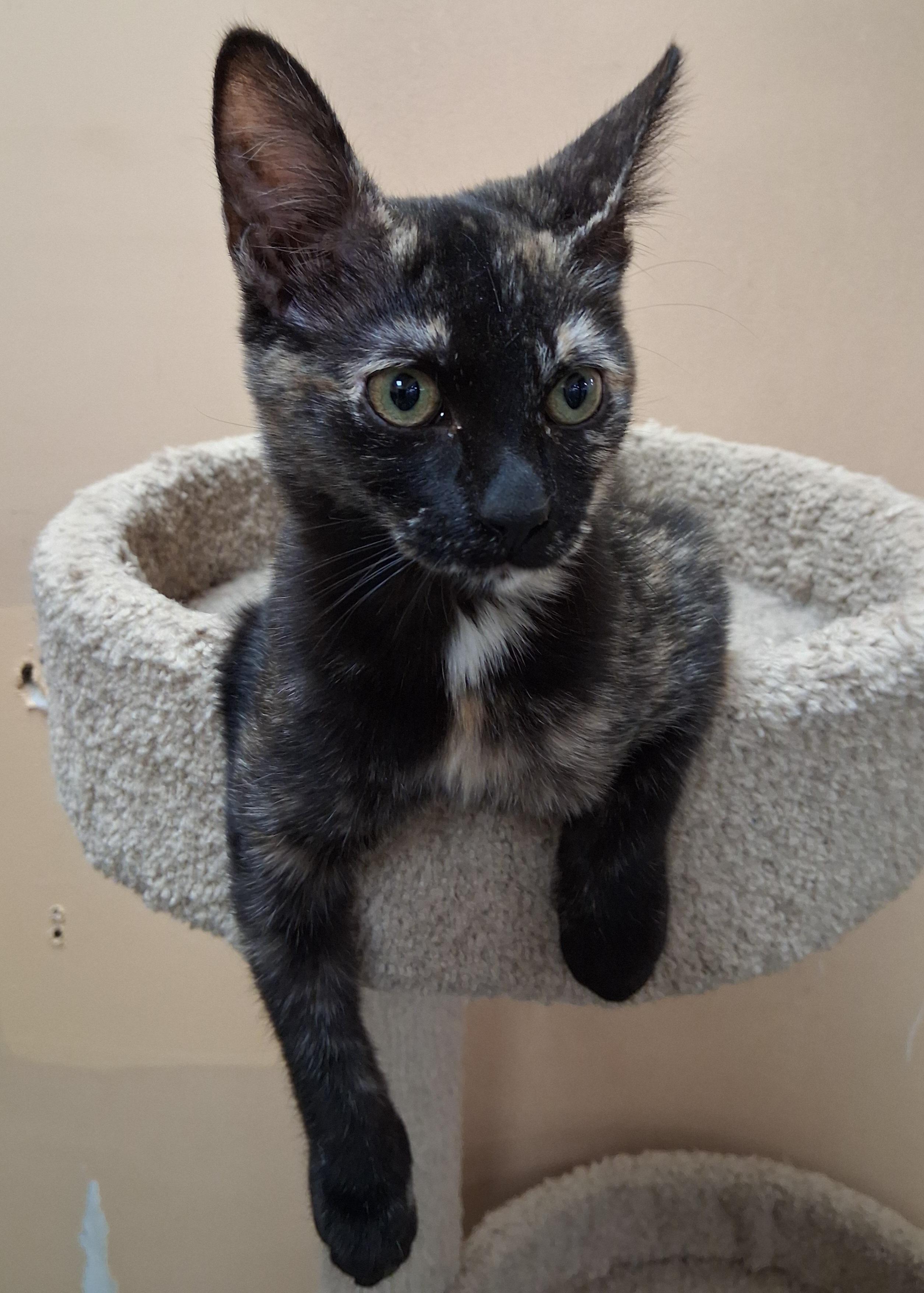 Enlarge Madeline , a ADOPTABLE Tortoiseshell in Lawrenceville, GA image 2/5