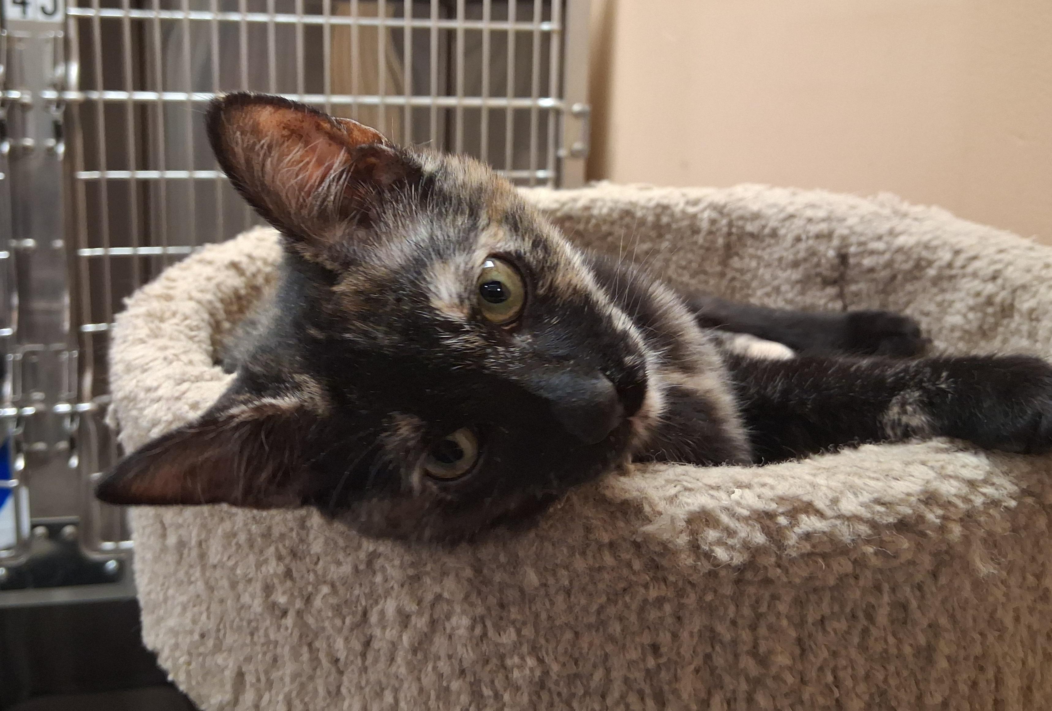 Enlarge Madeline , a ADOPTABLE Tortoiseshell in Lawrenceville, GA image 3/5