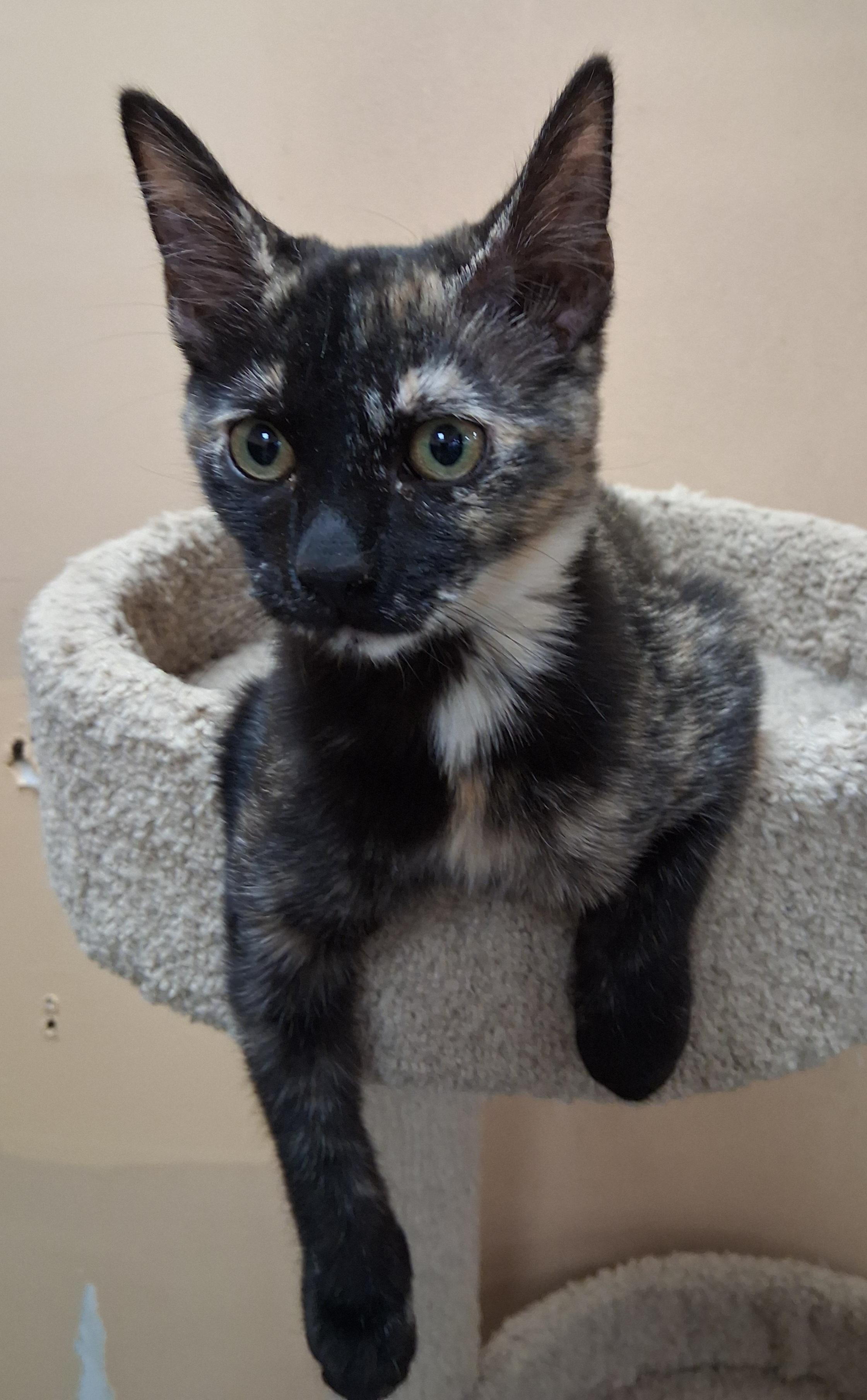 Madeline , ADOPTABLE, Young Female Tortoiseshell.