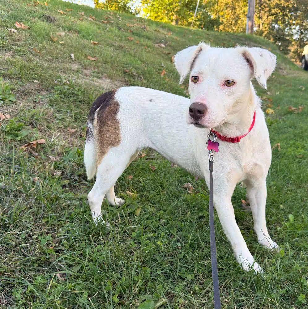 Destiny, Adoptable, Young Female Spaniel.