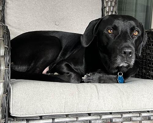Enlarge Quincey, a Adoptable Black Labrador Retriever in Lake Wylie, SC image 3/5