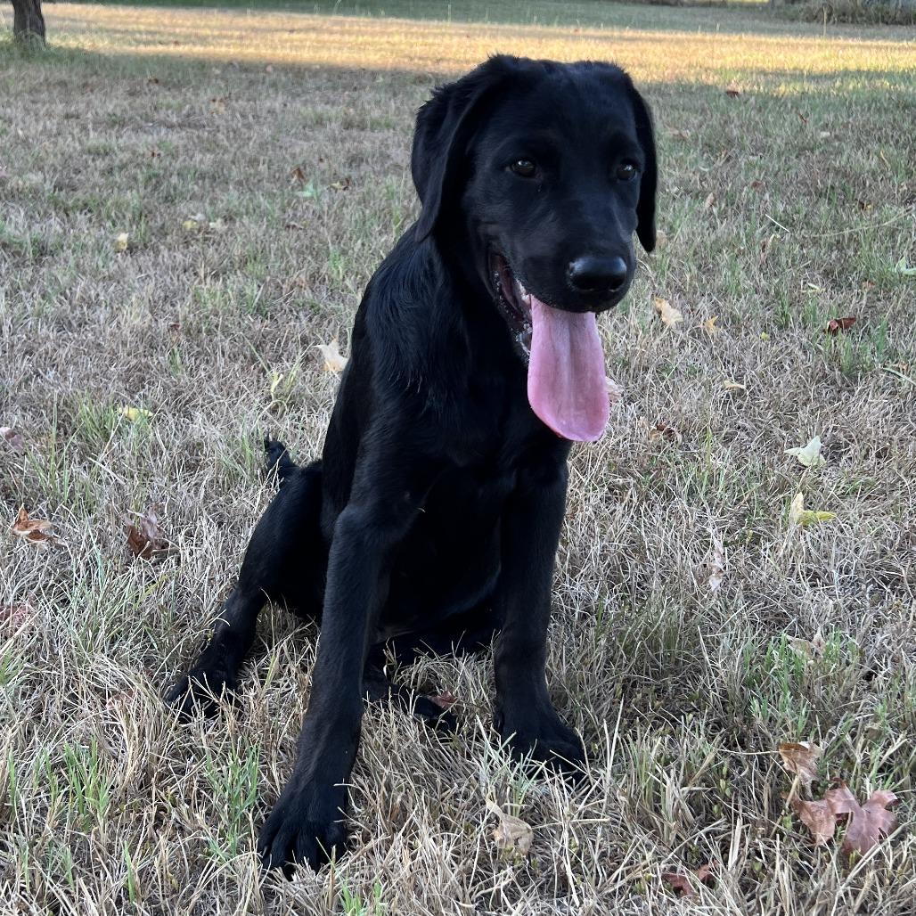 Enlarge Coal, a Adoptable Black Labrador Retriever in Mount Pleasant, TX image 1/1