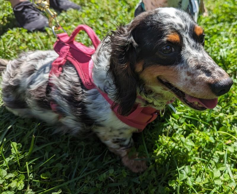 Daisy Mae (MD), Adopted, Senior Female Dachshund.