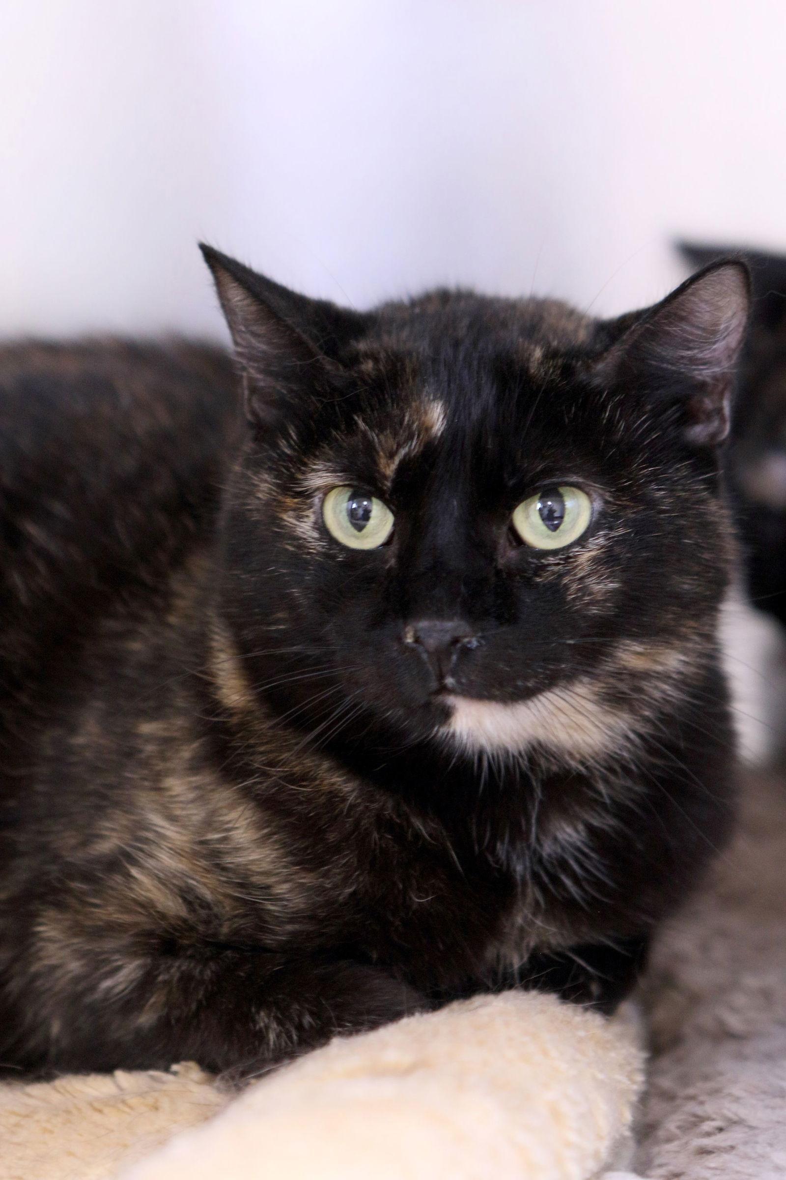 Deli, Adoptable, Adult Female Tortoiseshell.