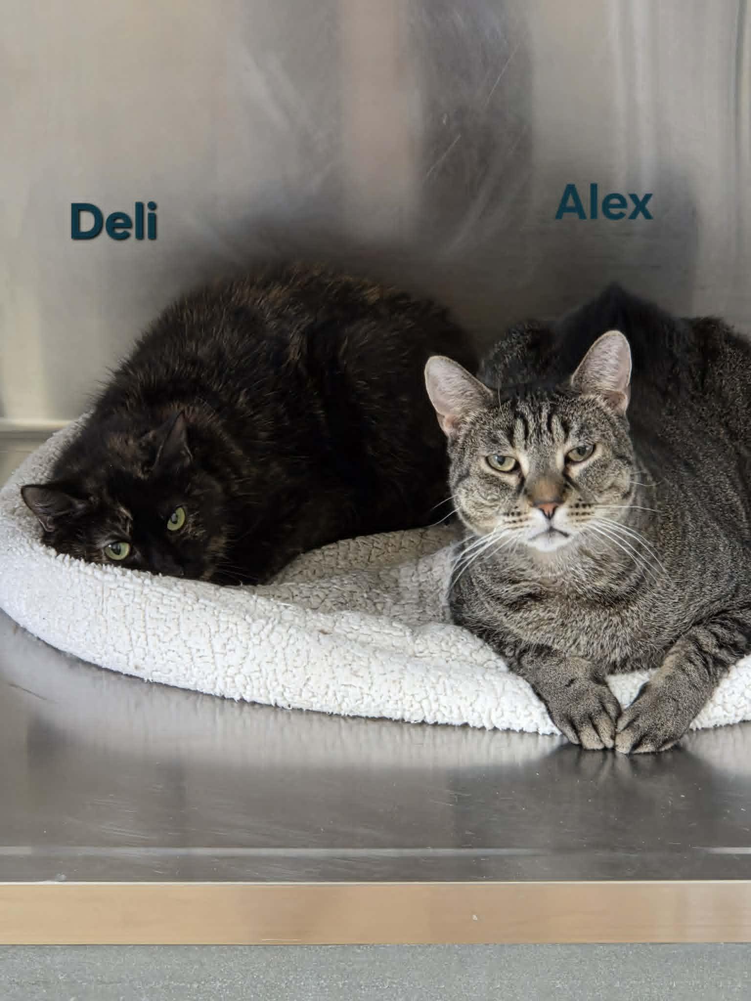 Enlarge Deli, a Adoptable Tortoiseshell in Austin, MN image 2/3