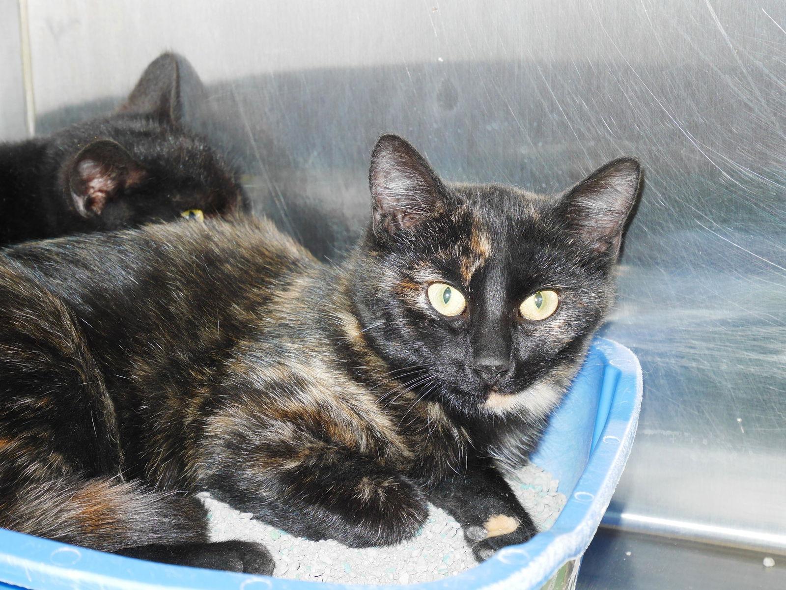 Enlarge Deli, a Adoptable Tortoiseshell in Austin, MN image 2/2