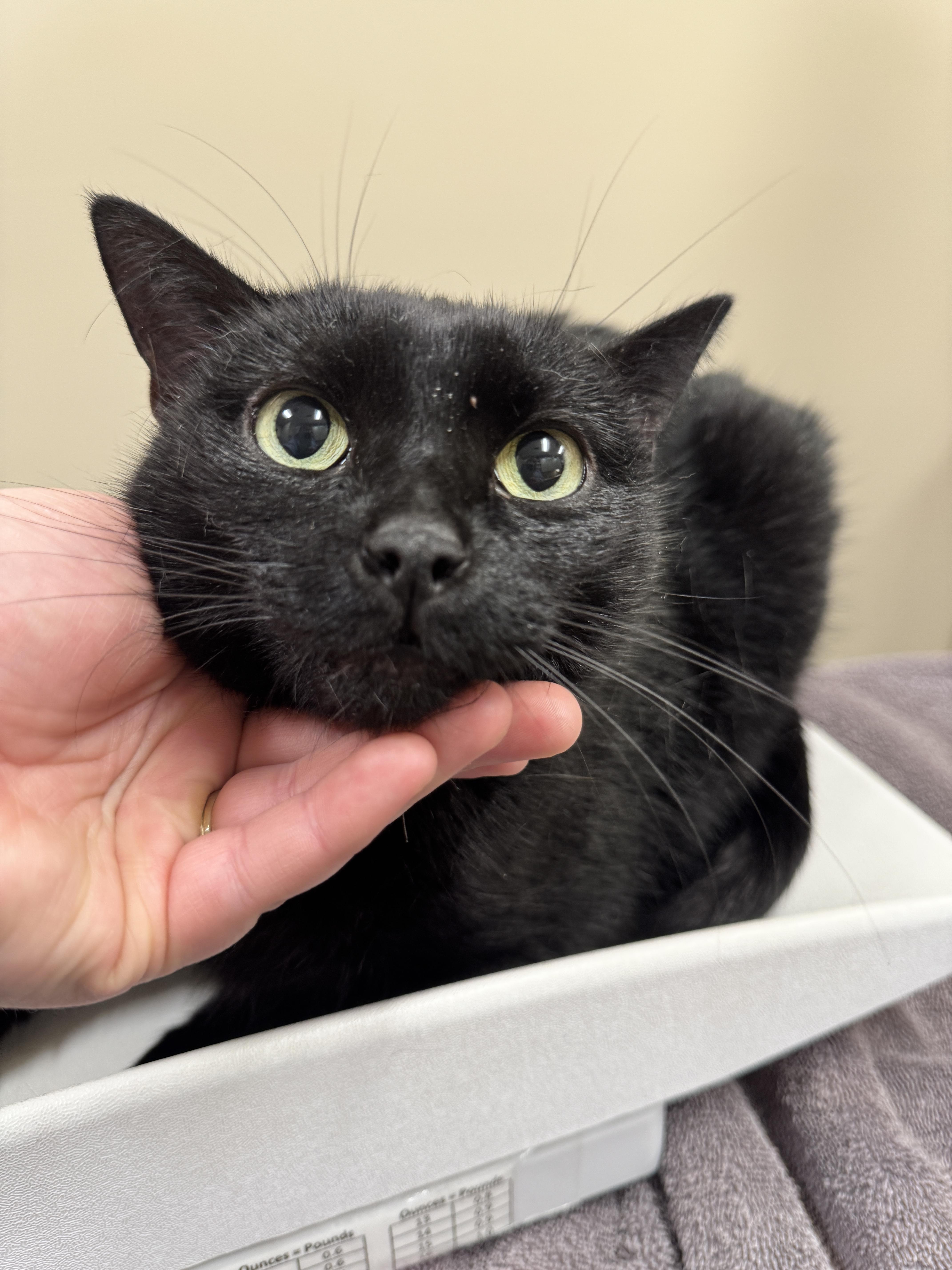 Kilo, Adoptable, Adult Female Domestic Short Hair.