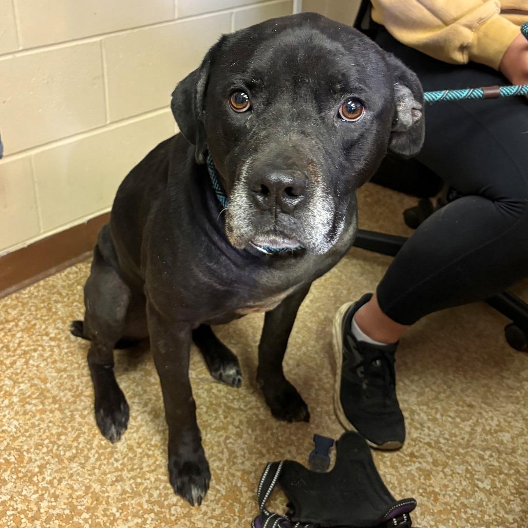 Raphael, Adoptable, Senior Male Cane Corso & Pit Bull Terrier.