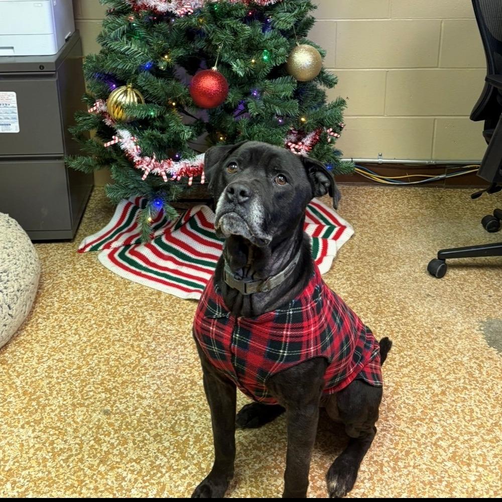 Enlarge Raphael, a Adoptable mixed breed in Chehalis, WA image 1/1