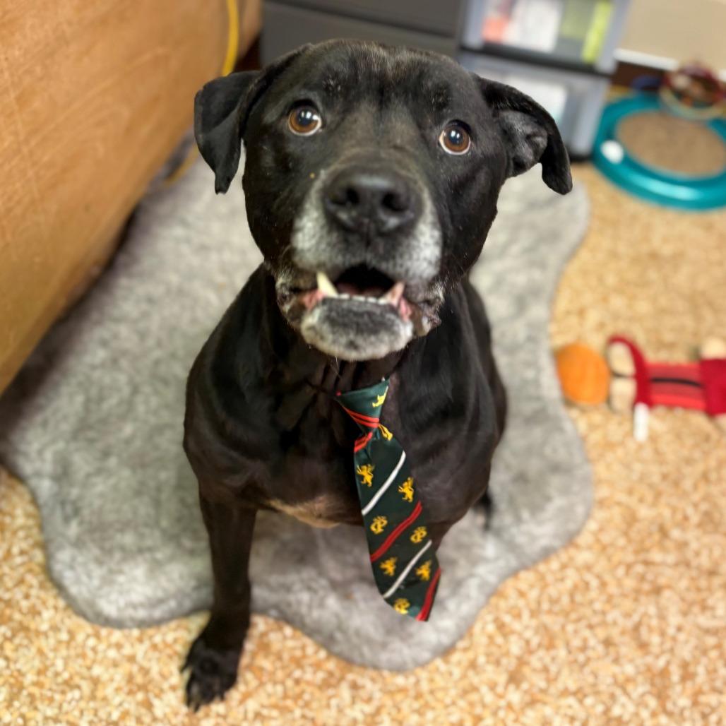 Enlarge Raphael, a Adoptable mixed breed in Chehalis, WA image 2/4