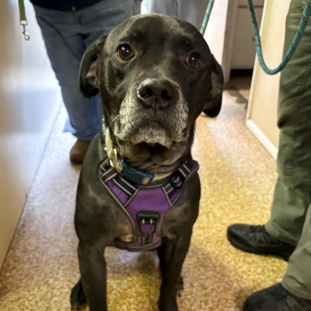 Enlarge Raphael, a Adoptable mixed breed in Chehalis, WA image 2/3