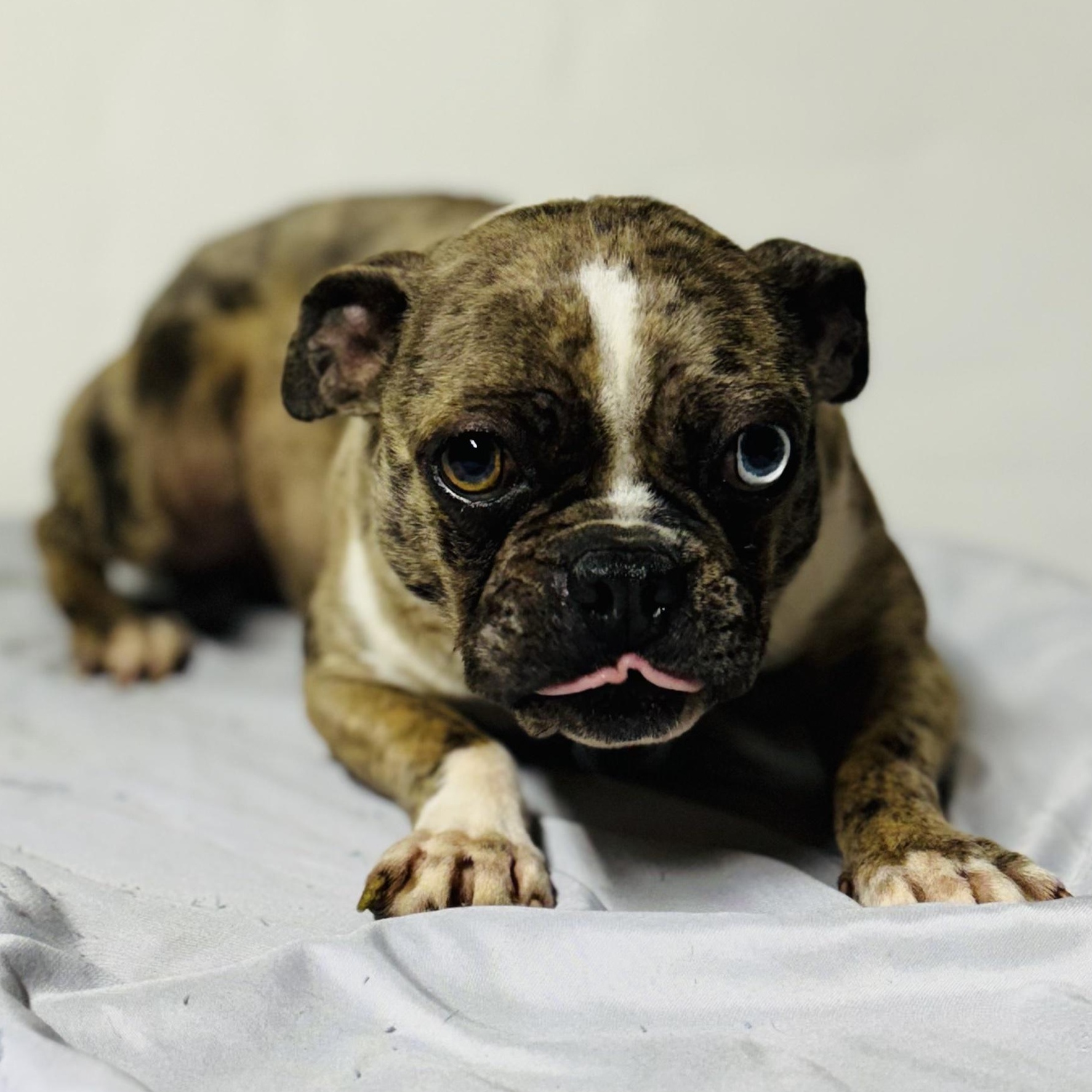 Enlarge Casey, a ADOPTABLE Pug in Oak Bluffs, MA image 1/1