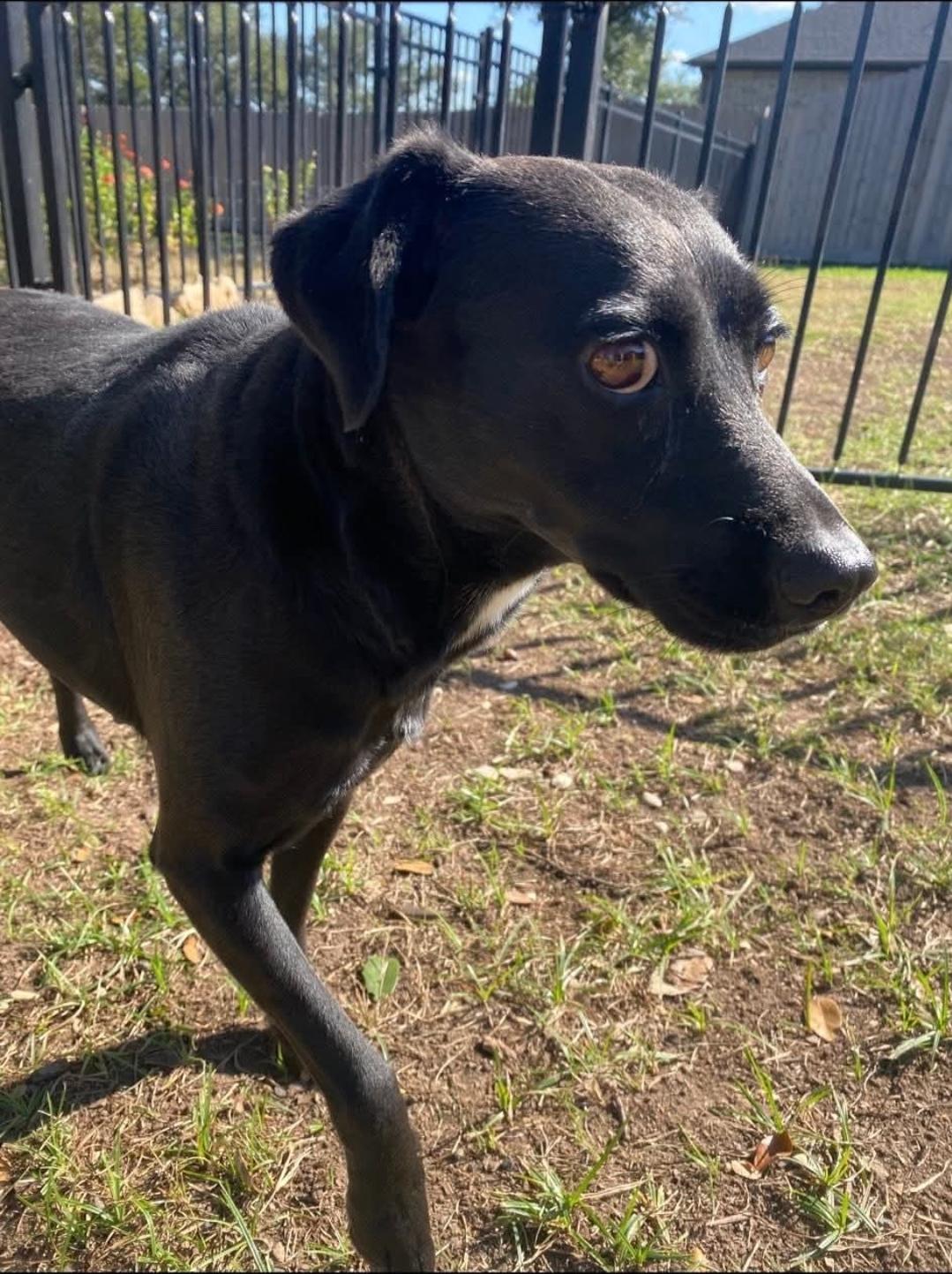 Violet — thumbnail 3