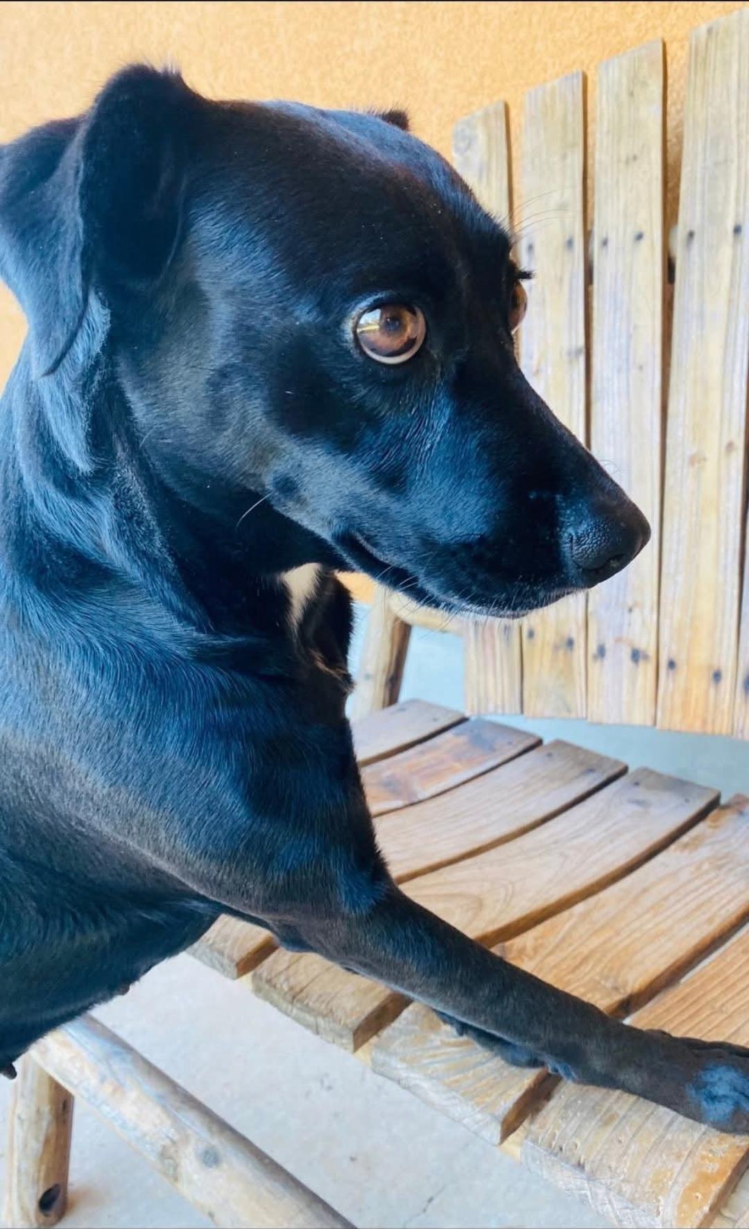 Violet — thumbnail 4