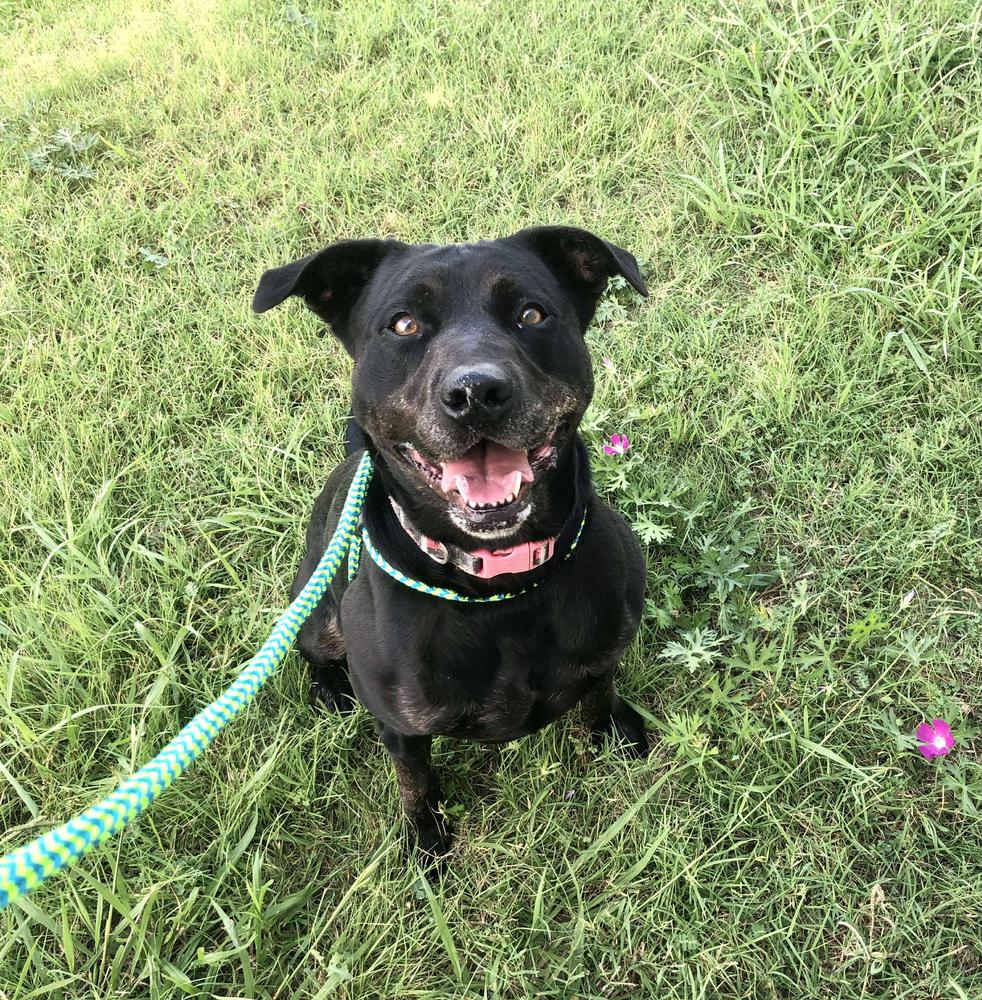 Enlarge Athena, a Adoptable mixed breed in TULSA, OK image 2/6