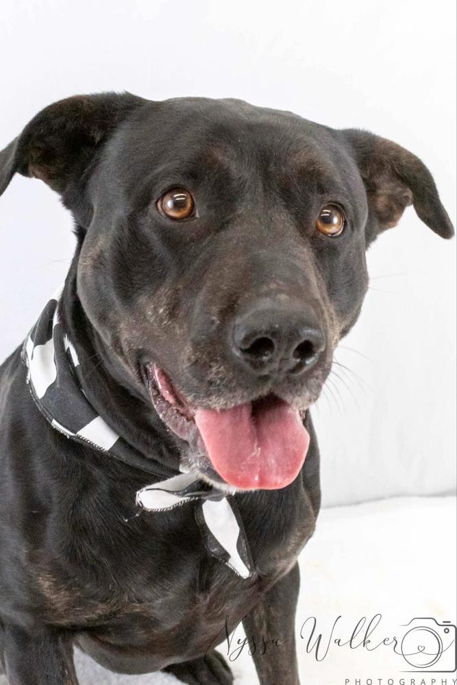 Enlarge Athena, a Adoptable mixed breed in TULSA, OK image 3/6