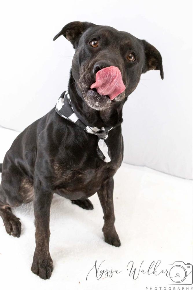 Enlarge Athena, a Adoptable mixed breed in TULSA, OK image 4/6