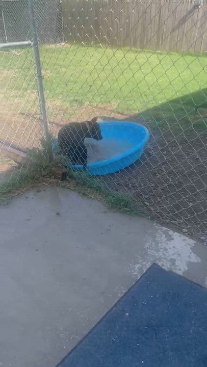 Enlarge Athena, a Adoptable mixed breed in TULSA, OK video 6/6