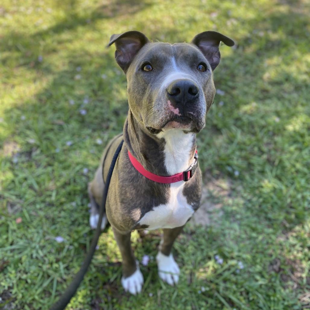 Enlarge Malcom, a Adoptable Mixed Breed in Titusville, FL image 1/6