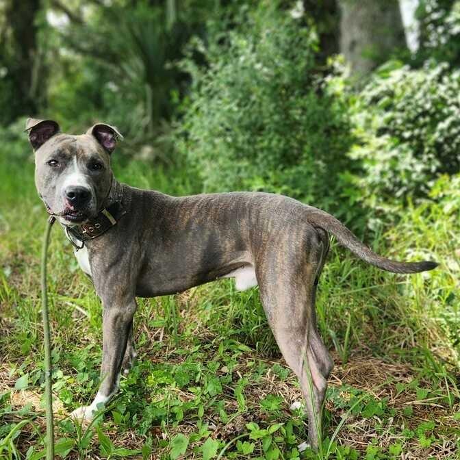 Enlarge Malcom, a Adoptable Mixed Breed in Titusville, FL image 2/6