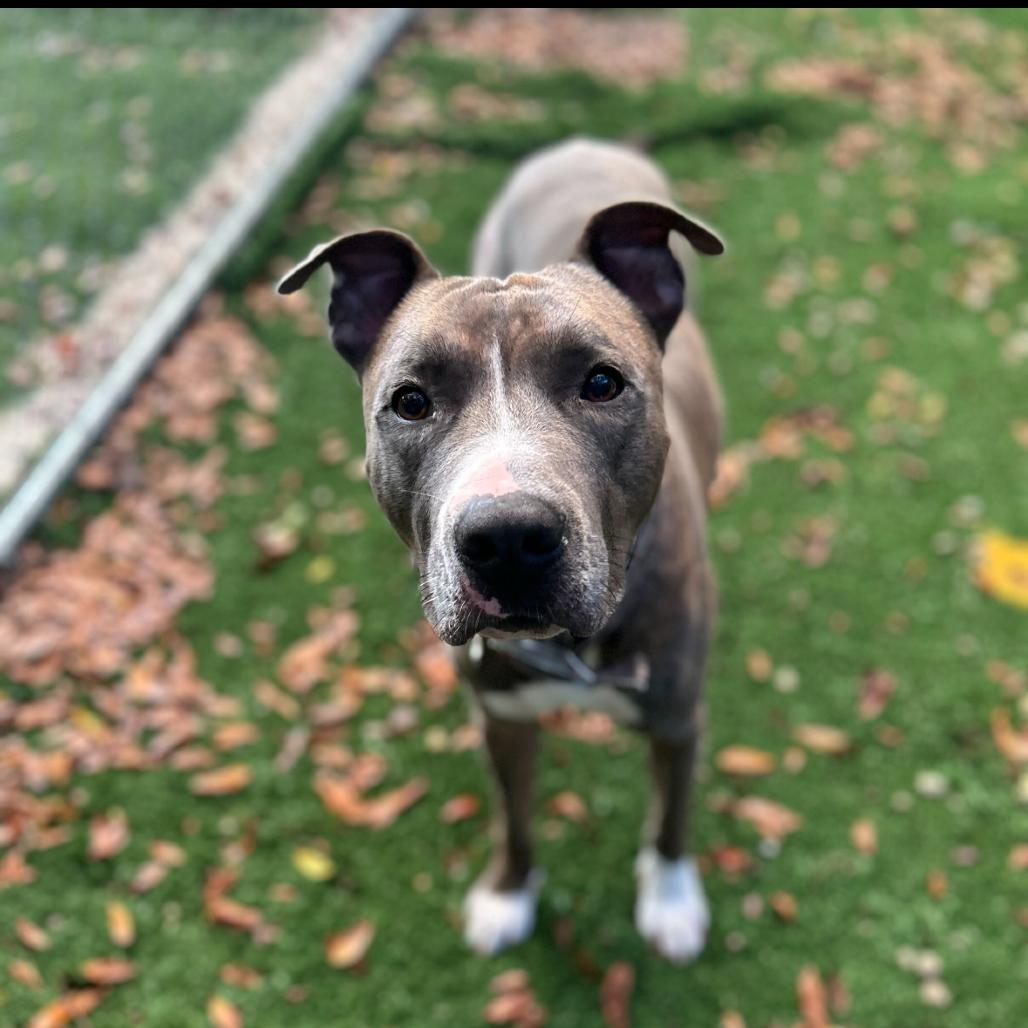 Enlarge Malcom, a Adoptable Mixed Breed in Titusville, FL image 3/6