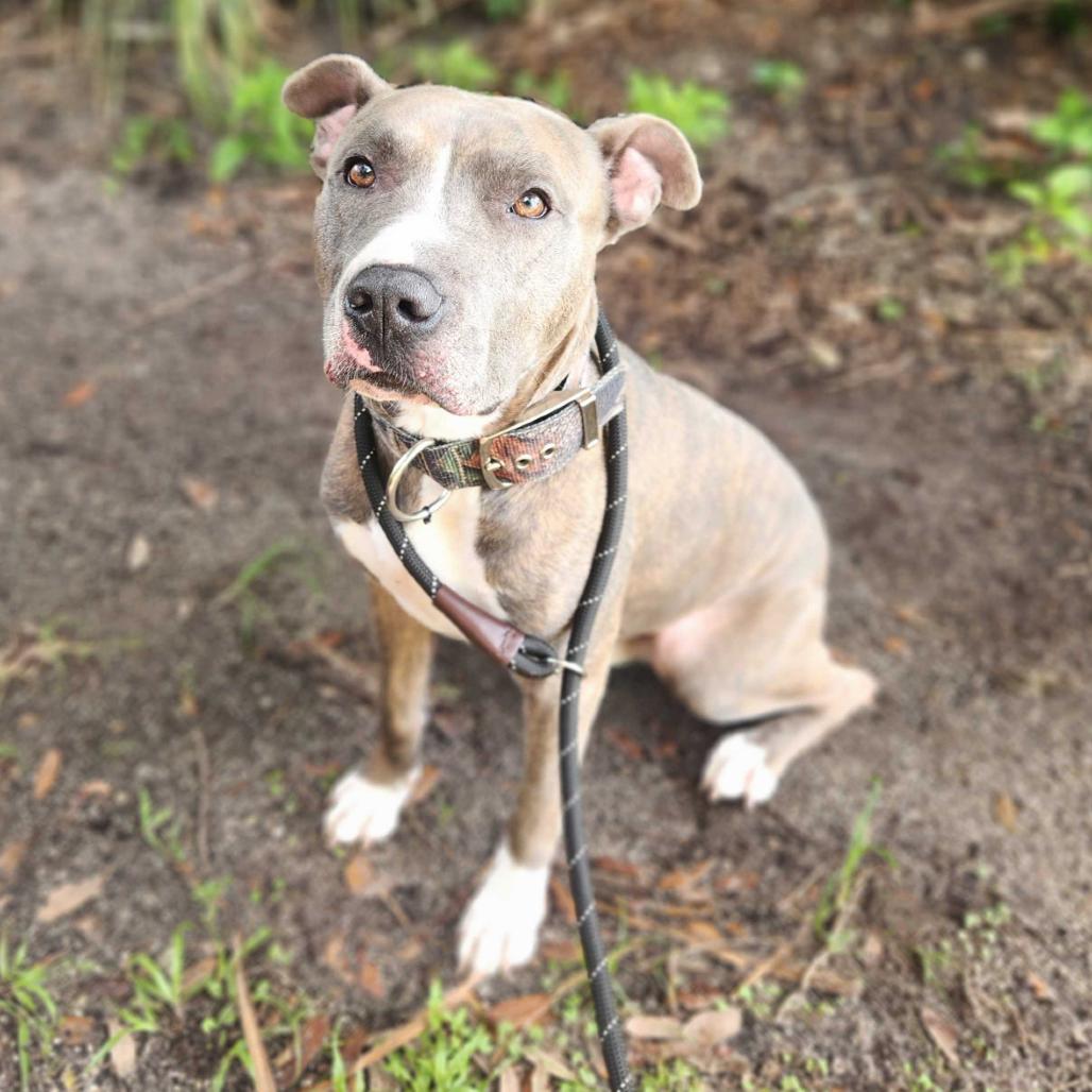 Enlarge Malcom, a Adoptable Mixed Breed in Titusville, FL image 4/6