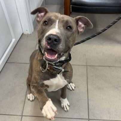 Enlarge Malcom, a Adoptable Mixed Breed in Titusville, FL image 5/6