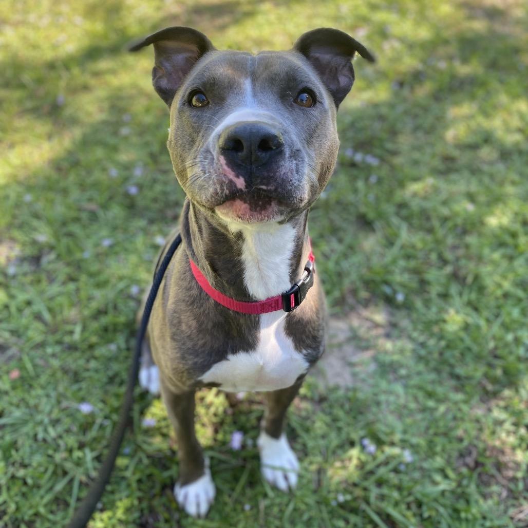 Enlarge Malcom, a Adoptable Mixed Breed in Titusville, FL image 6/6