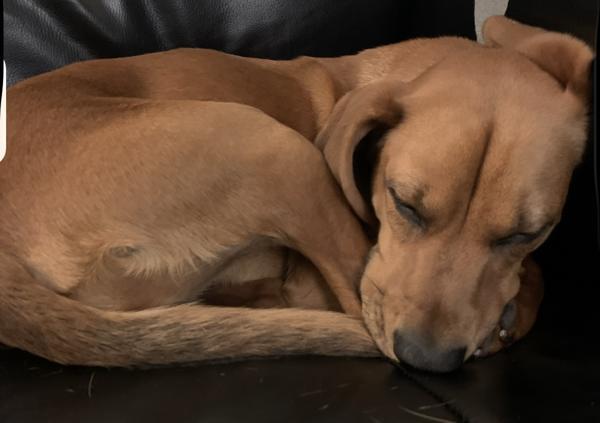 Miley, Adoptable, Adult Female Beagle & Rhodesian Ridgeback.