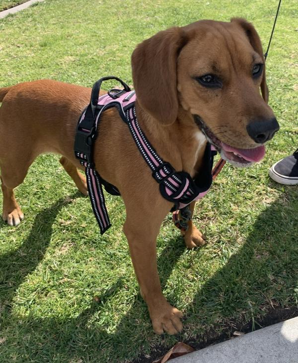 Miley, a Adoptable mixed breed in Oceanside, CA image 2/4