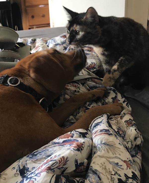 Miley, a Adoptable mixed breed in Oceanside, CA image 3/4