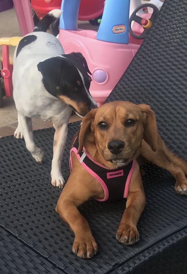 Miley, a Adoptable mixed breed in Oceanside, CA image 4/4