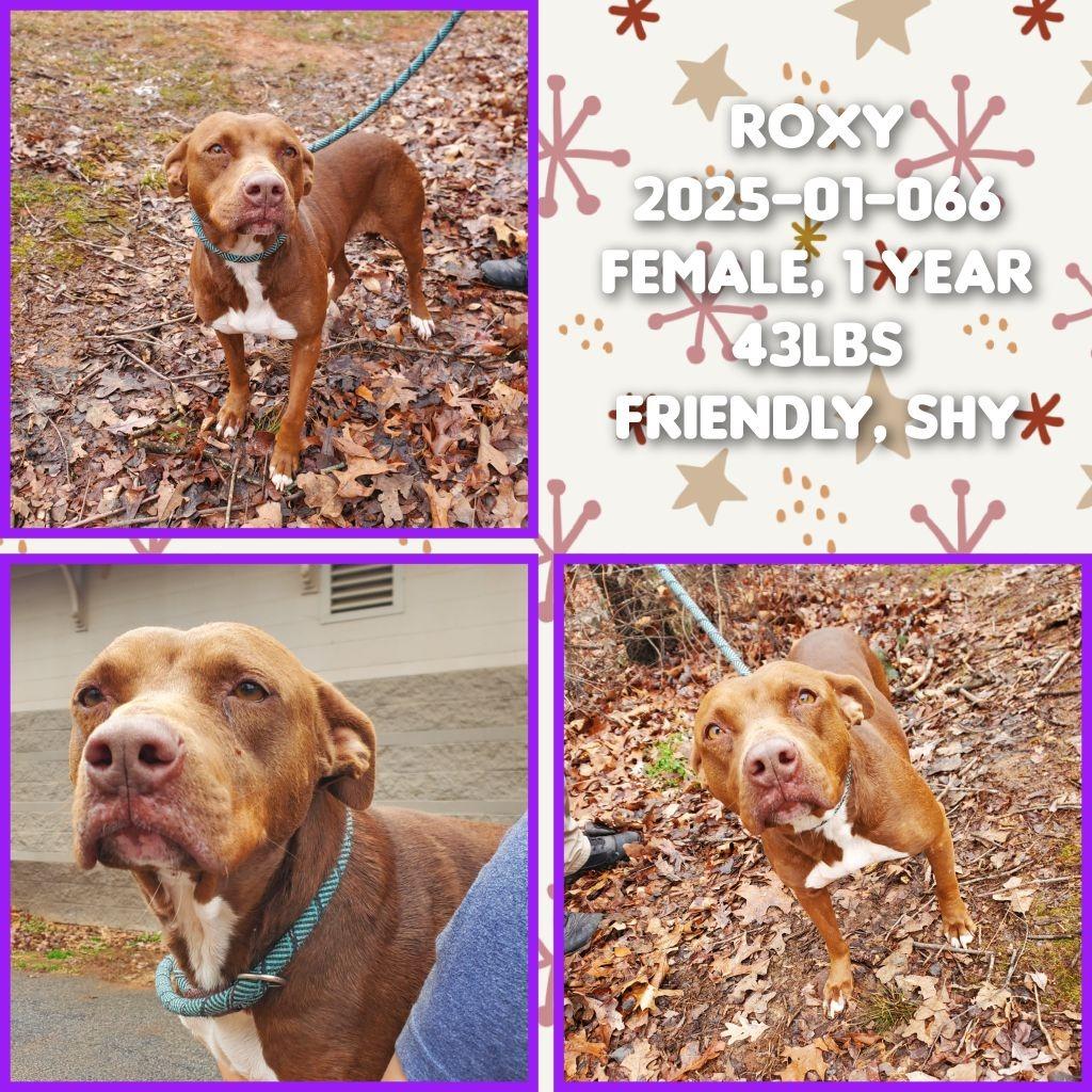 2025-01-066 *Roxy*, Adoptable, Adult Female Labrador Retriever.