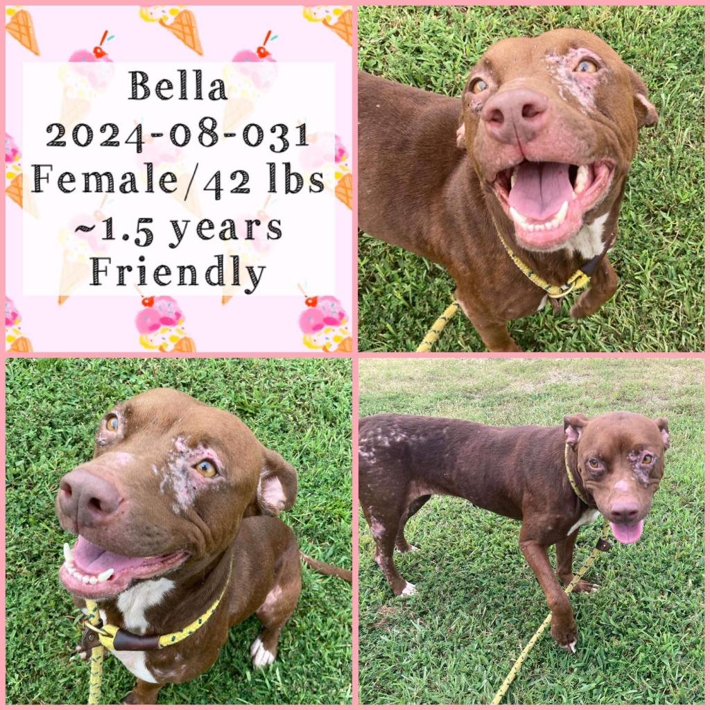 Enlarge 2025-01-066 *Roxy*, a Adoptable Labrador Retriever in Winder, GA image 2/3