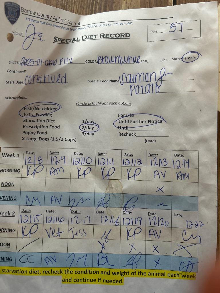 Enlarge 2025-01-066 *Roxy*, a Adoptable Labrador Retriever in Winder, GA image 3/3