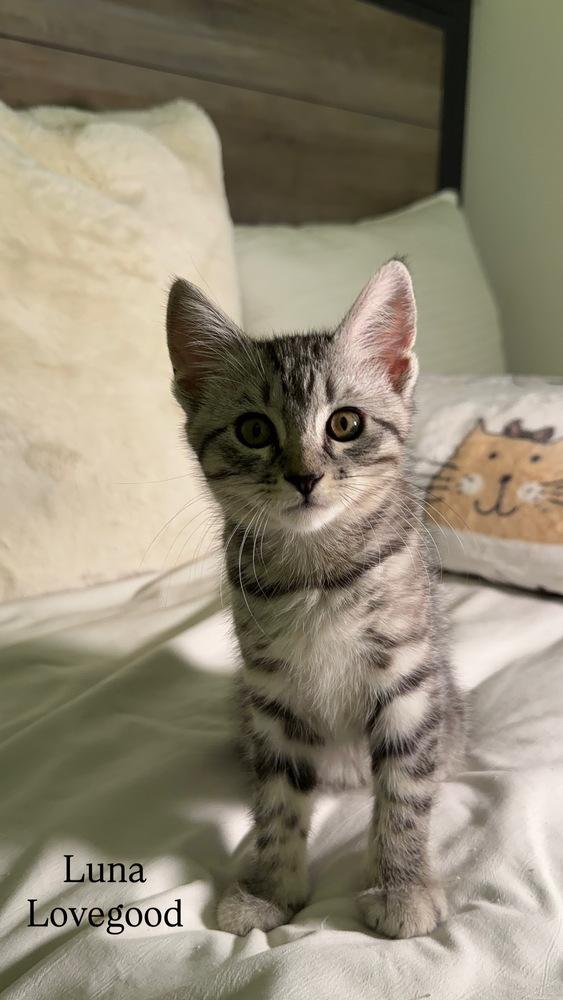 LUNA LOVEGOOD, Adoptable, Kitten Female Domestic Short Hair.