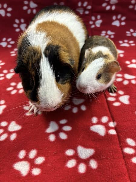 Ryder and Finn, a Adoptable Guinea Pig in Amherst, NY image 1/3