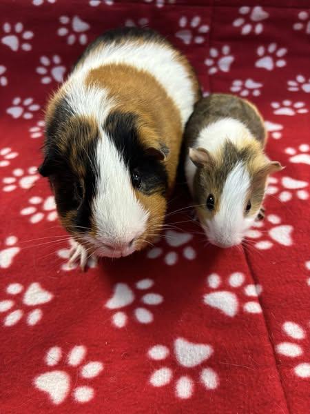 Ryder and Finn, a Adoptable Guinea Pig in Amherst, NY image 2/3