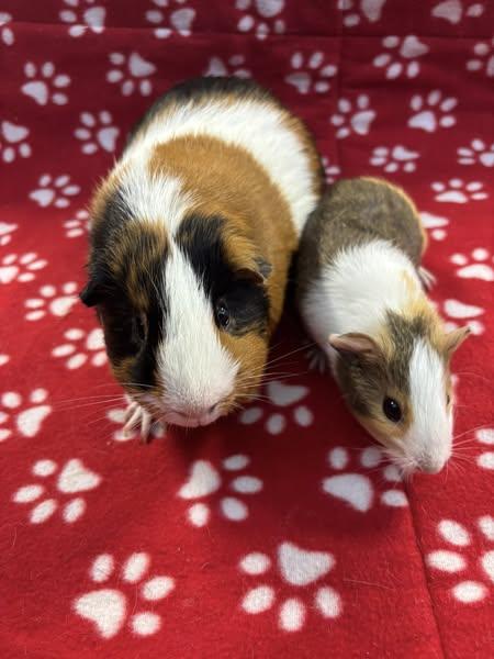 Ryder and Finn, a Adoptable Guinea Pig in Amherst, NY image 3/3