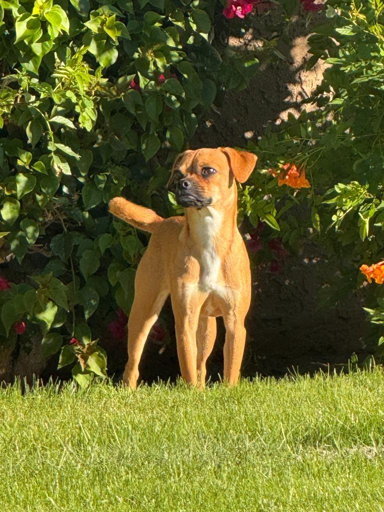 Enlarge Merida, a Adoptable mixed breed in Coachella, CA image 1/1