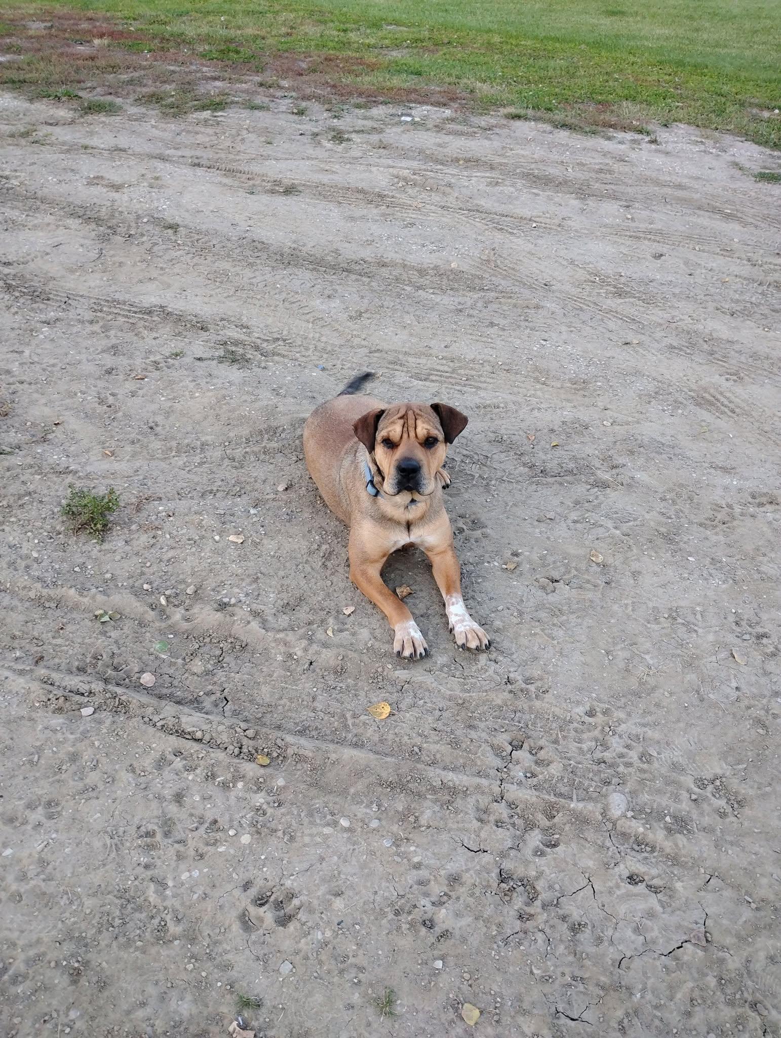 Enlarge Shelby, a Adoptable mixed breed in Edmonton, AB image 2/6