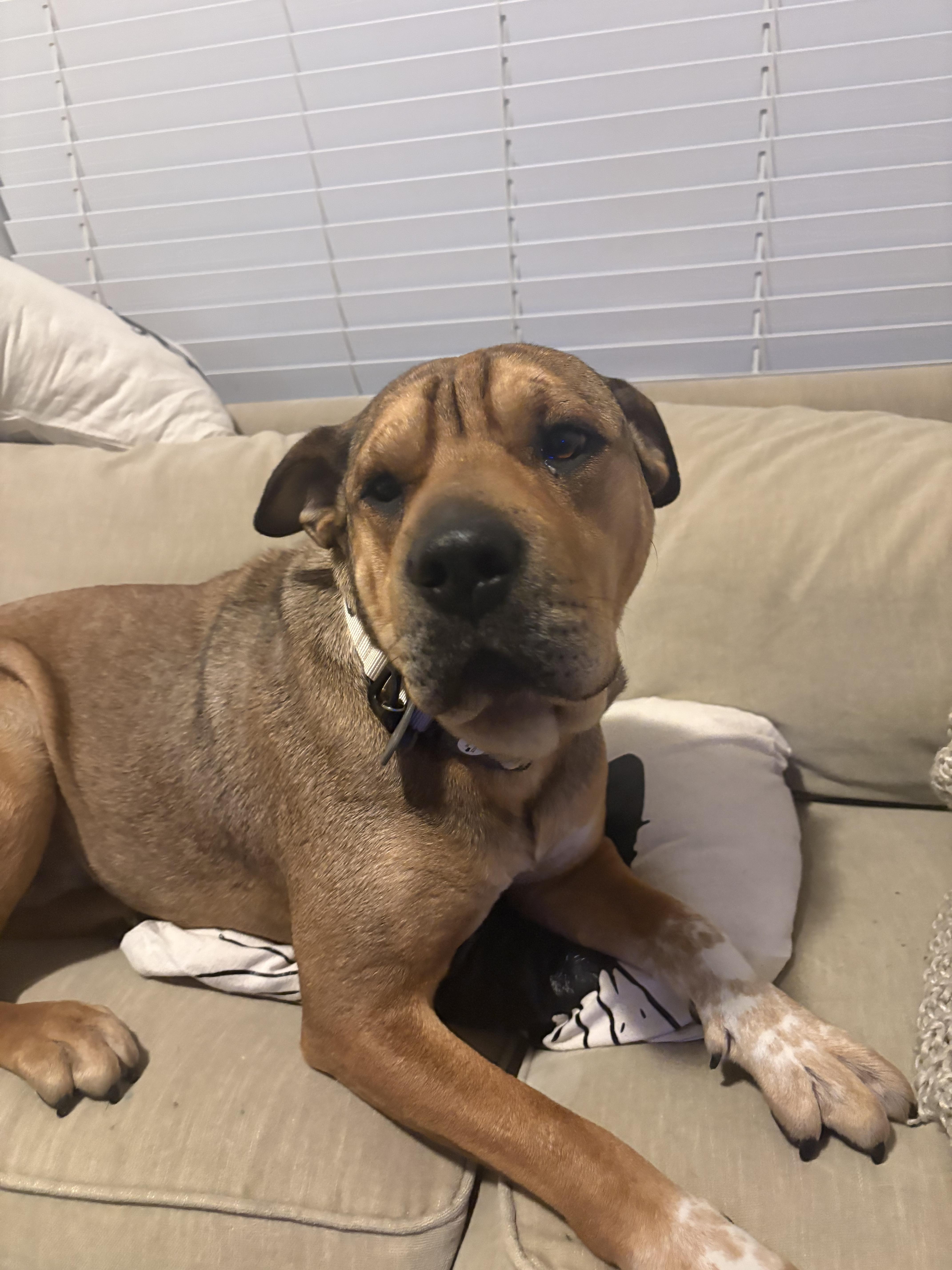 Shelby, Adoptable, Adult Female Shar-Pei.