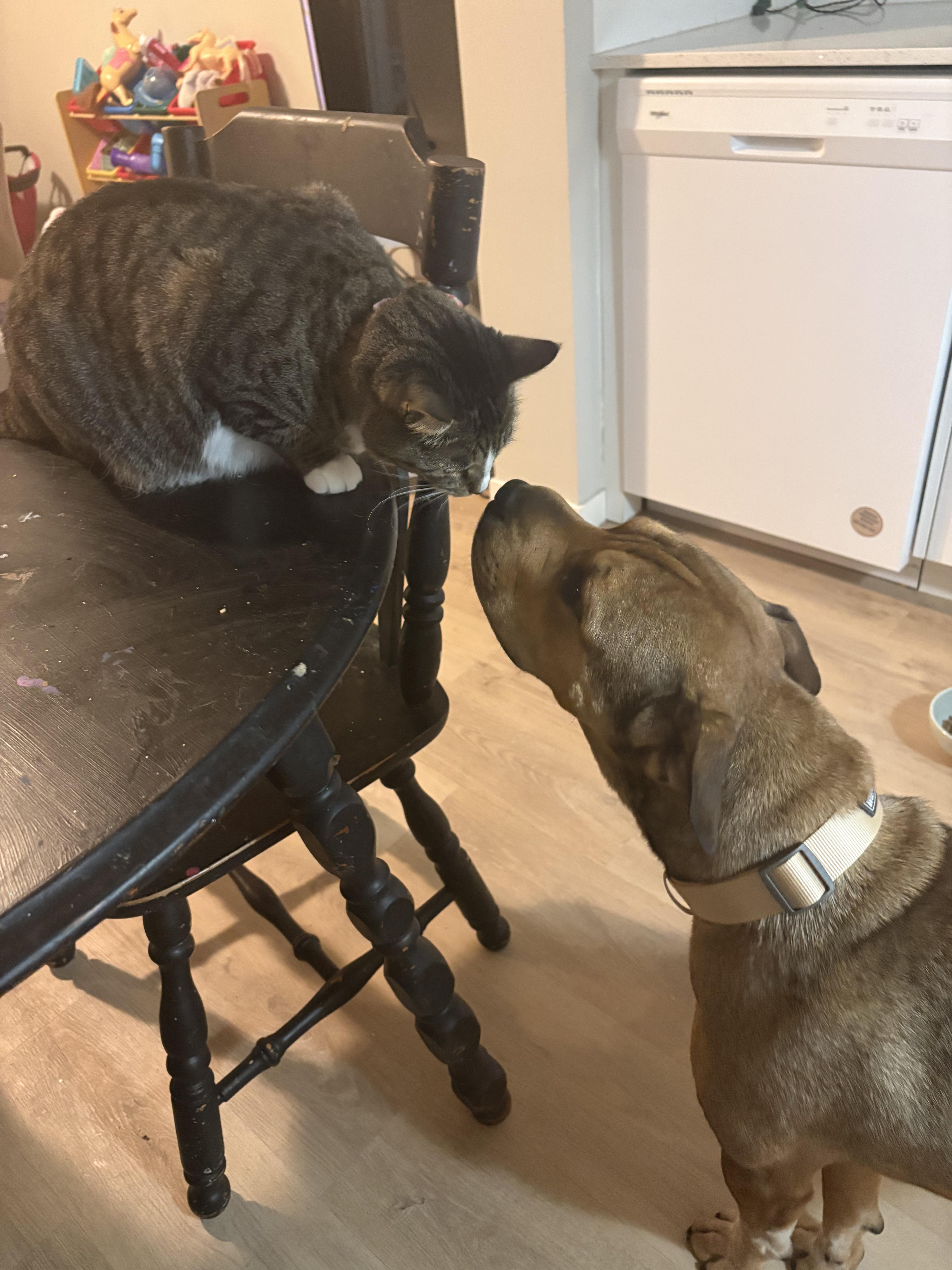 Enlarge Shelby, a Adoptable mixed breed in Edmonton, AB image 3/6