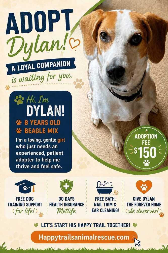 Dylan, a Adoptable mixed breed in Orlando, FL image 1/5