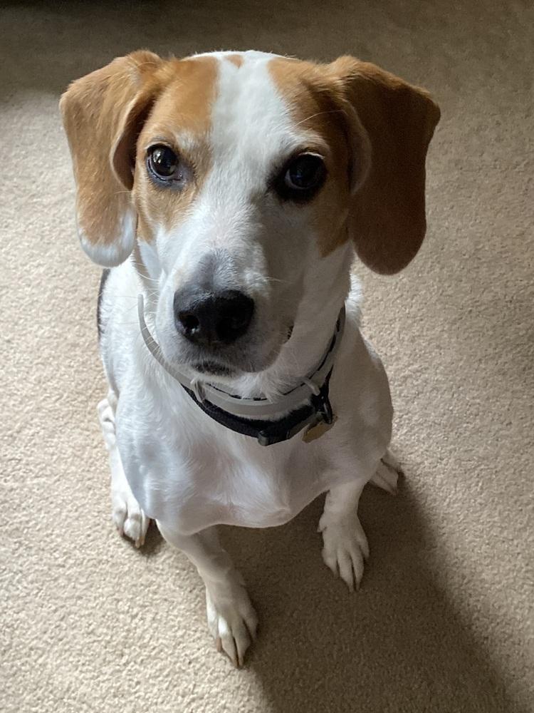 Dylan, Adoptable, Adult Female Beagle.